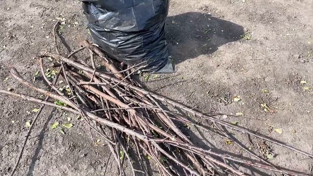 ДЕЛЕНИЕ МНОГОЛЕТНИХ РАСТЕНИЙ! Садовый ВЛОГ! смотреть онлайн