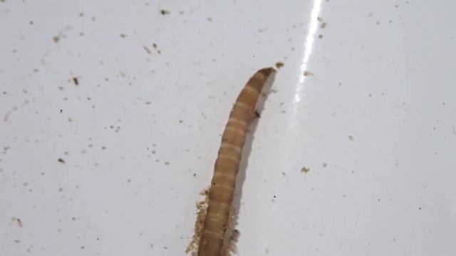 Group 30: Craneflies (Pediciidae sp.) смотреть онлайн