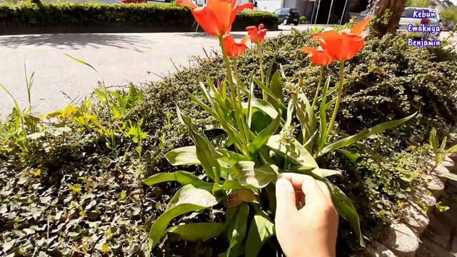 Lihat Tulip Varigata Bunga Musim Semi Unik Berdaun Lurik смотреть онлайн