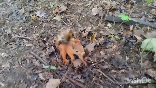 Прогулка в парке лесоводов. Кормили белочек синичек🐿️🐿️🐦 смотреть онлайн