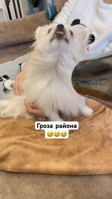 Спа-процедуры у Раффи смотреть онлайн