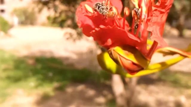 Pollination in Delonix regia смотреть онлайн