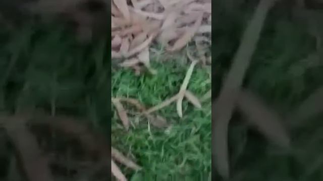 crab found in BRB canal lahore pakistan in fresh water смотреть онлайн
