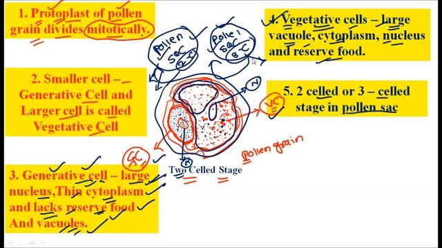 Development of Male Gametophyte: Microspore Development: Male Gamete in Pollen Grains of Angiosperm смотреть онлайн
