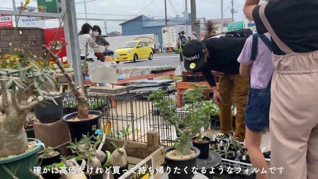 【Shop Tour】SUB)パキポディウムの価格に手が出ず帰宅した１日【vlog】 смотреть онлайн