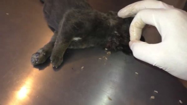 Too many Mangoworms in a 14d old Shepherd puppy