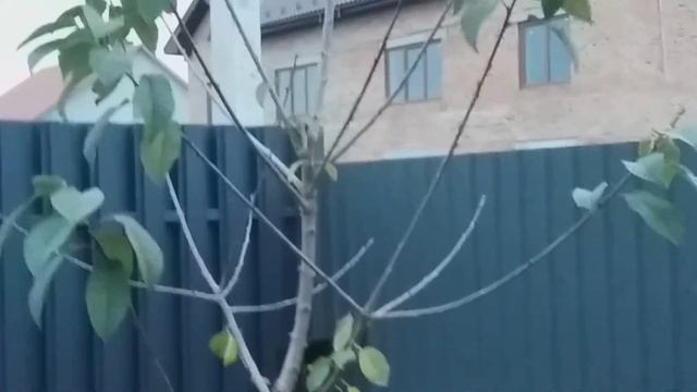 ОБРІЗКА ЧЕРЕШНІ,ЯК ФОРМУВАТИ МОЛОДЕ ДЕРЕВО / УКРИВАЮ ТРОЯНДИ смотреть онлайн