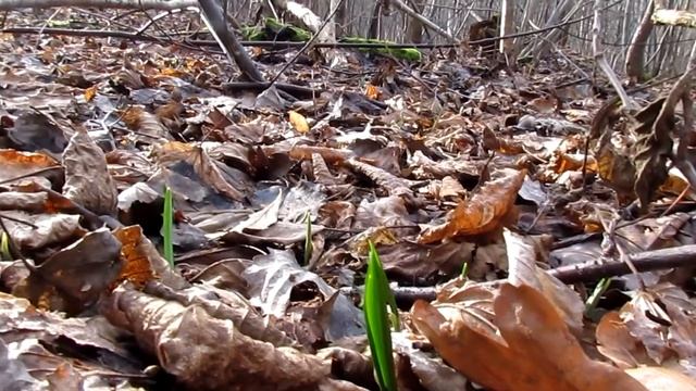Підсніжники та черемша 28.01.2020 смотреть онлайн