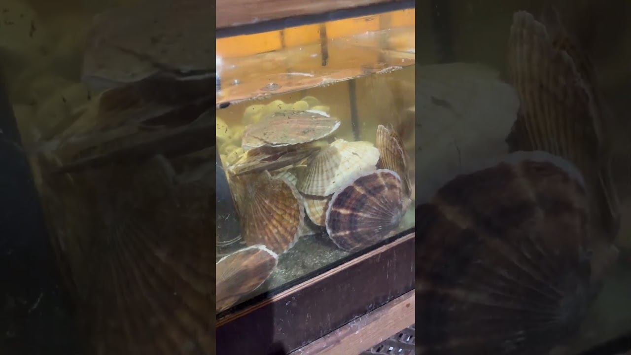 Поступление гребешков в Форельпермь