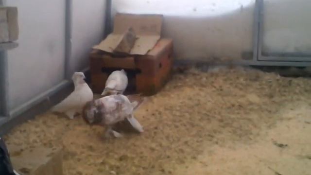 Андижанские голуби, узбекские бойные голуби, голуби смотреть онлайн