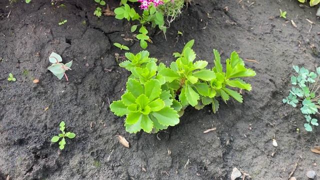 ЛУЧШИЕ ПОЧВОПОКРОВНИКИ! Очень декоративные, быстро растут и легко размножаются! смотреть онлайн
