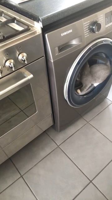 Zidane’s love for washing machine #funny video # cute kitten смотреть онлайн