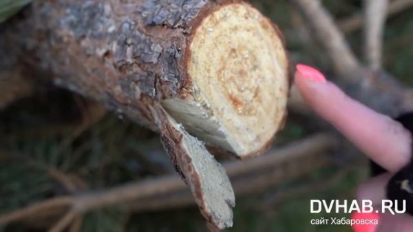 Как выбрать елку к Новому году - выяснил DVhab.ru