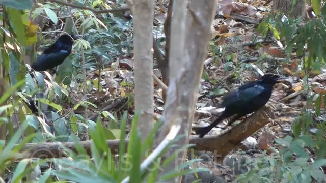 Hair-crested Drongo (D. hottentottus), Cambodia. 20160314_162550.m2ts смотреть онлайн