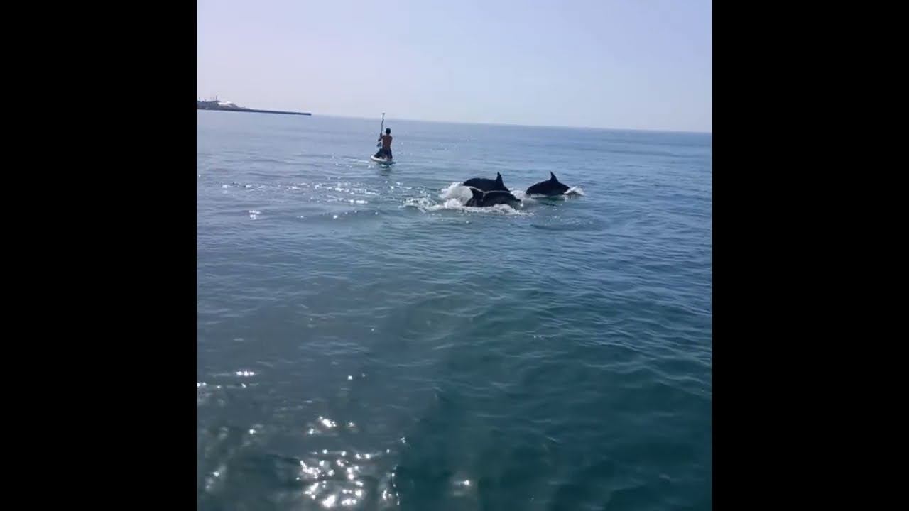 Шоу дельфинов в открытом море! смотреть онлайн