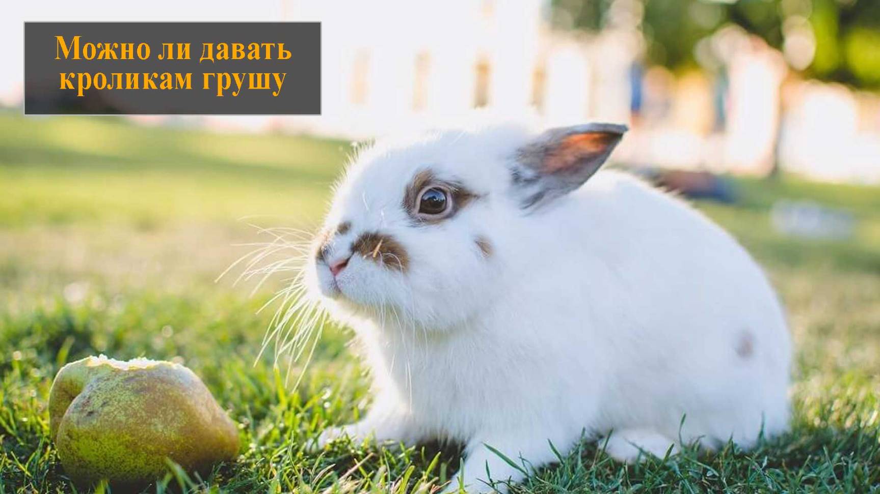 Можно ли кроликам грушу