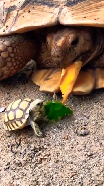 Turtle feeding his baby 💗😍 смотреть онлайн