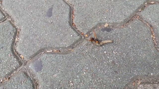 caterpillar keep away insect смотреть онлайн