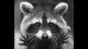 Глад Валакас - Я Енотик Полоскун