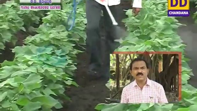 ಬಿ.ಟಿ. ಹತ್ತಿಯಲ್ಲಿ ಗುಲಾಬಿ ಕಾಯಿಕೊರಕದ ನಿರ್ವಹಣೆ_Control of pink bollworm in B T cotton смотреть онлайн