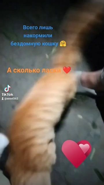Бездомная кошка. #бездомные#кошка#врек# смотреть онлайн