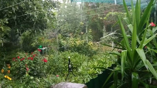 ДРУЗЬЯ, У НАС С УТРА СИЛЬНЫЙ ДОЖДЬ, ЗА ВСЕ ЛЕТО, ВОЗДУХ СУПЕР! ДЫШИМ НАКОНЕЦ- ТО! смотреть онлайн