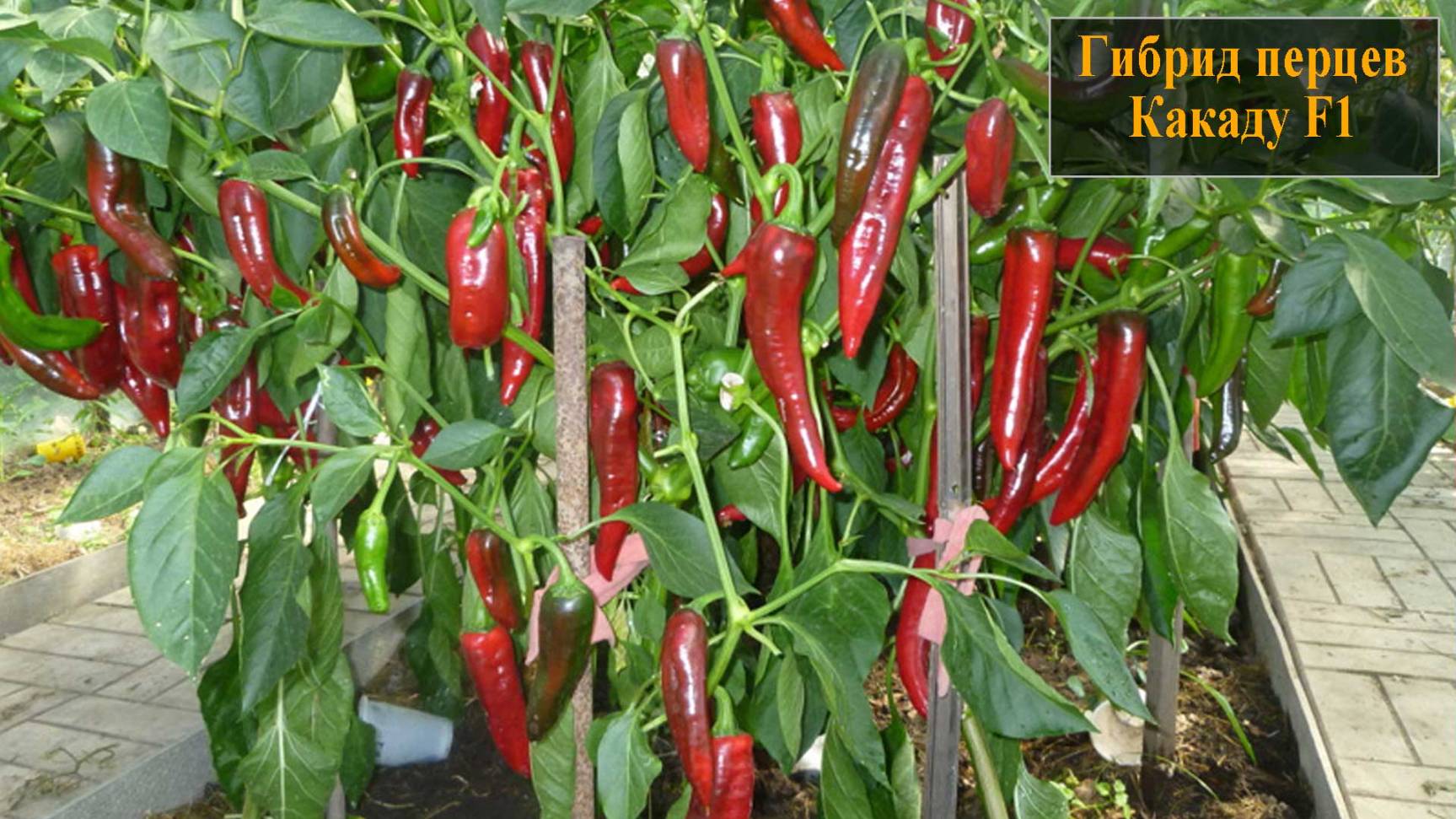 Гибрид перца какаду смотреть онлайн