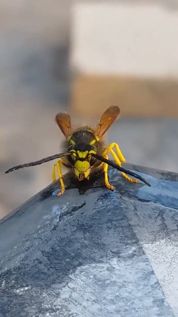 Оса пьет воду!!! смотреть онлайн