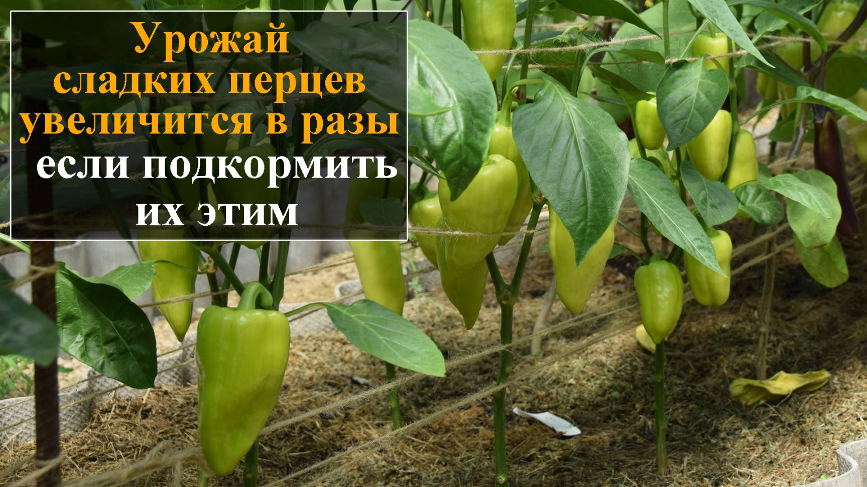 Урожай сладких перцев увеличится в разы если подкормить их этим смотреть онлайн