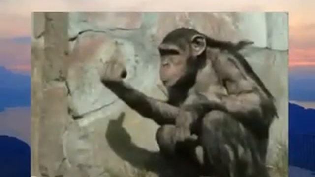 Самые смешные животные фото1 смотреть онлайн