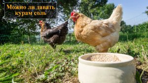 Можно ли давать курам соль