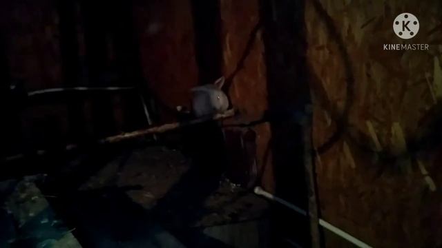 Кролик греется . смотреть онлайн