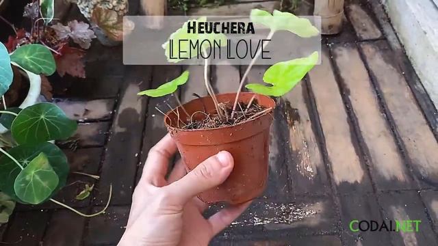 Cây Heuchera Lemon Love (Chuông San Hô Lemon Love) chậu nhựa смотреть онлайн
