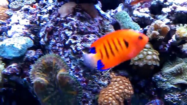 Flame Angel смотреть онлайн