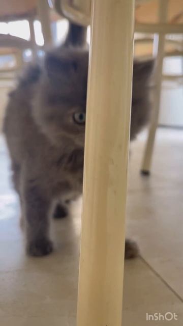 Милые котики #music #cat Кузя домовёнок смотреть онлайн