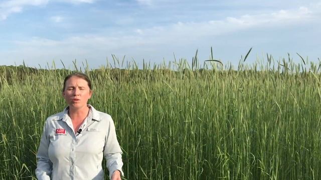 Planting Soybeans Into a Cereal Rye Cover Crop смотреть онлайн