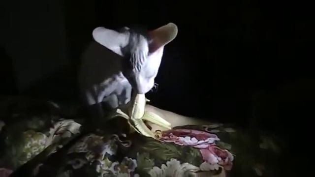 Кот-лизун.MOD смотреть онлайн