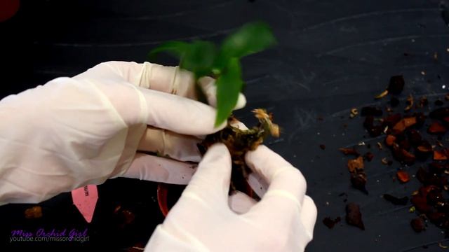 Repotting Dendrobium Orchid seedlings смотреть онлайн