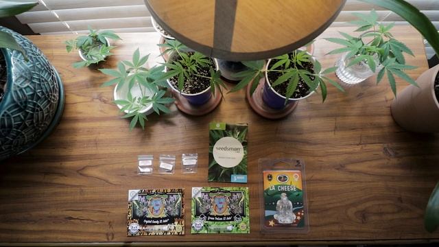 Is Seedsman a SCAM?! (Seed Bank Review) смотреть онлайн