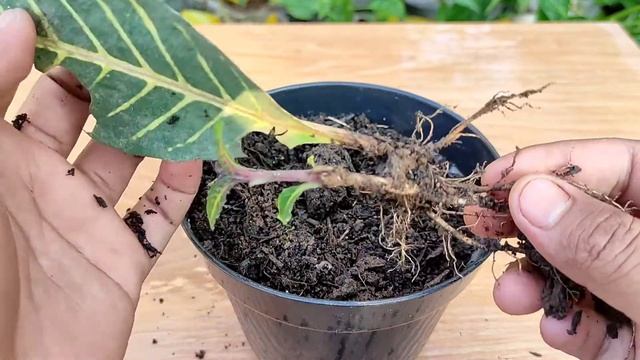 Cara stek daun tanama hias cacak gading (Sanchezia speciosa) hingga tumbuh tunas смотреть онлайн