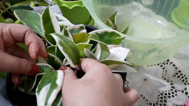 🌿 CARA MENANAM DAN MEMPERBANYAK TANAMAN GANTUNG HOYA CARNOSA 🌿 смотреть онлайн