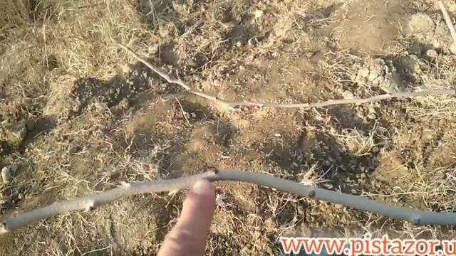 Хандон писта кўчатларига тўғри шакл бериш 1-Қисм смотреть онлайн