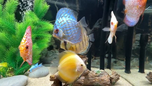 Rare Green wild caught discus in with normal discus and he’s loving it. смотреть онлайн