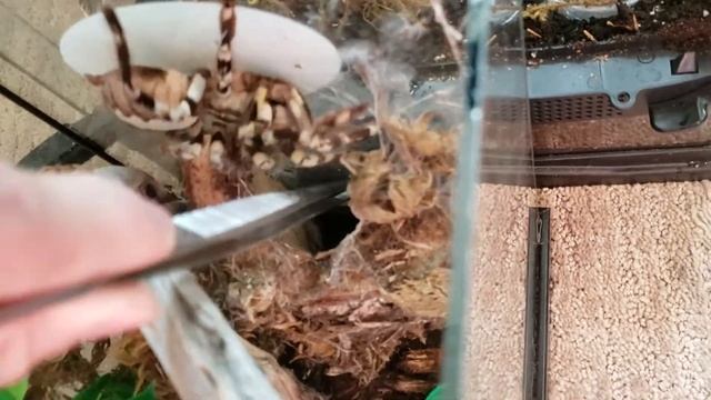 Rehousing my poecilotheria regalis into her new massive enclosure смотреть онлайн