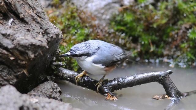 Обыкновенный поползень - Sitta europaea - Eurasian nuthatch смотреть онлайн