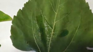 Прилипатель Перфект Стик