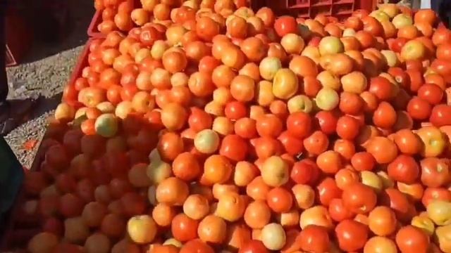 30-04-24 Madanapalle Tomato Market price Today || Today Tomato Market Rate in Madanapalle #today смотреть онлайн