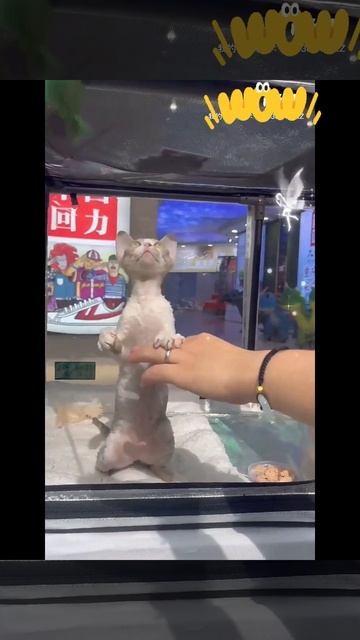 CAT SHOW/CAT EXHIBITION CAGE/Cat Competition Cage #EFCAT/EDENPETZ смотреть онлайн