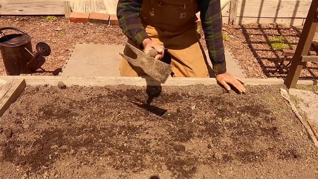 How to Direct-Sow Purple Top White Globe Turnips in Your Garden! смотреть онлайн