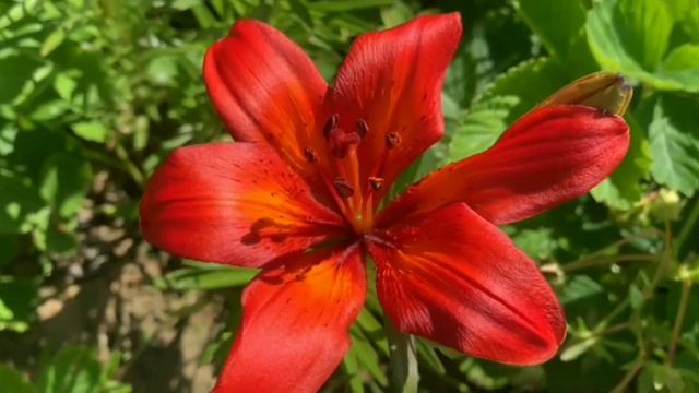 ЛИЛИИ ТИГРОВЫЕ /TIGER LILY /BEAUTIFUL LILIES /FLOWERS /ЛИЛИИ В САДУ смотреть онлайн